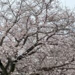 52　桜の木